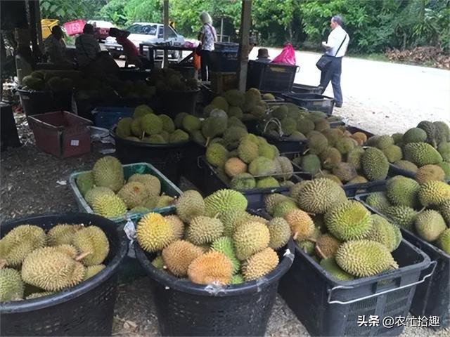 榴莲什么时候最便宜，哪个季节的榴莲最便宜（如今跌至23元一斤）