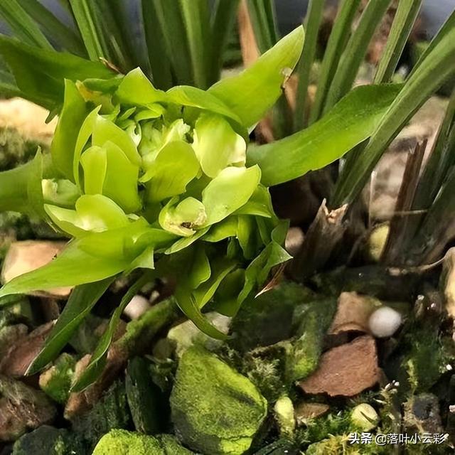 蝶兰（蝶兰花），国兰第一奇花——余蝴蝶（蝶兰花图片）