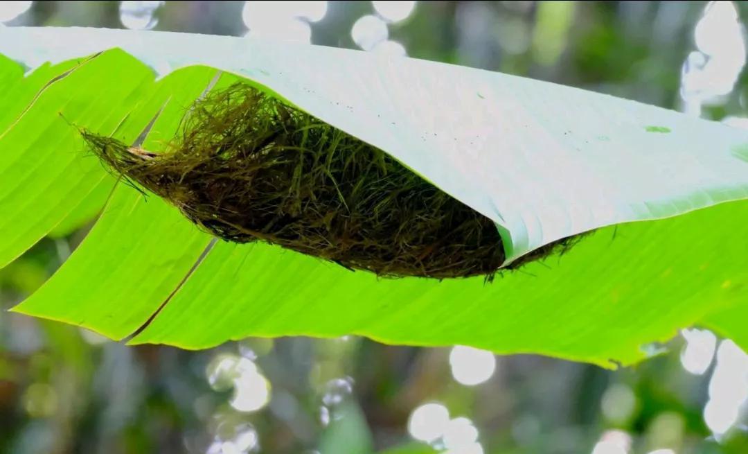 动物界的建筑师，动物界的建筑师是谁呀（动物界的知名建筑大师）