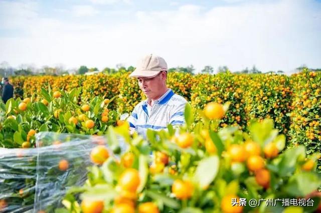 广州的市花是什么，代表广州的花是什么花（请收好这份广州花卉“藏宝图”）