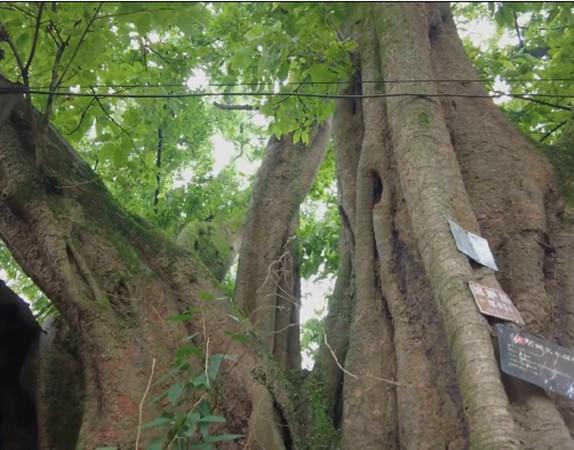 黄葛树（黄葛树简介，重庆最老的市树在江津（黄葛树的介绍）