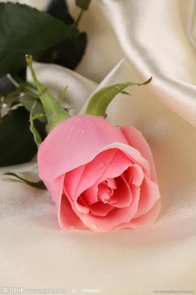 玫瑰花代表什么，玫瑰花代表什么象征意义（玫瑰花 花语）