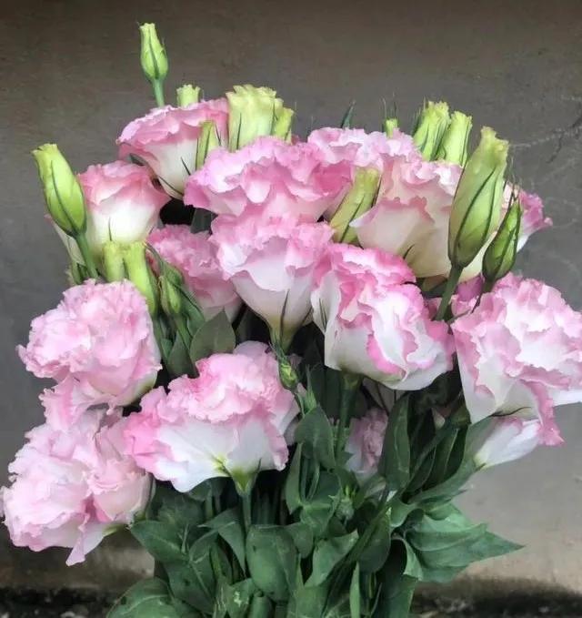 看望病人买什么鲜花，适合送病人的鲜花有哪几种（哪些花代表健康、平安、幸福）