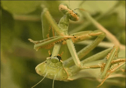 海母和水母区别，海母和水母图片大全（罕见的36张照片）
