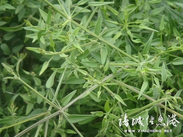 七星草的功效与作用，七星草的功效与作用（七星草都能治什么病）