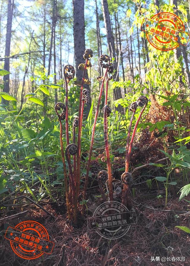东北野生野菜有哪些，长白山中山野菜——猴子腿