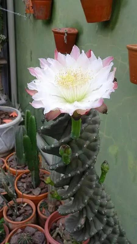 仙人掌开花图片，八种开花勤快的仙人掌植物（40多种罕见的仙人掌开花图）