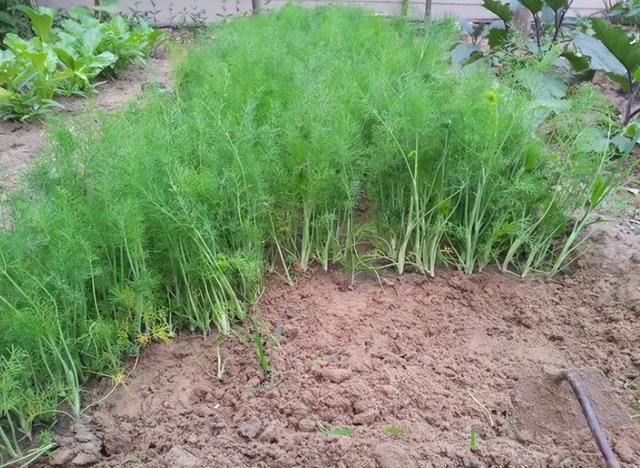 西芹和芹菜的区别，西芹和芹菜的区别图片（10种“省心菜”）