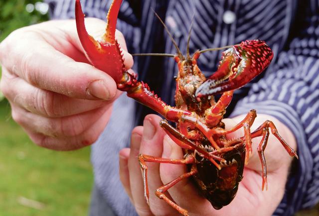 什么是清道夫，什么是清道夫鱼能吃吗（活埋清道夫被指责虐待动物）