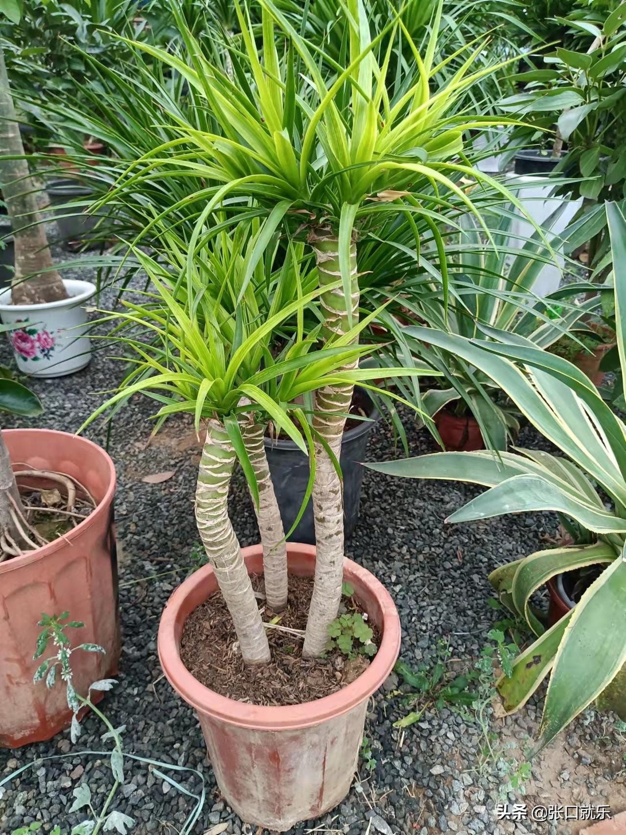 步步高造型龙血树4,繁殖:家庭对龙血树繁殖一般采用扦插繁殖,结合修剪