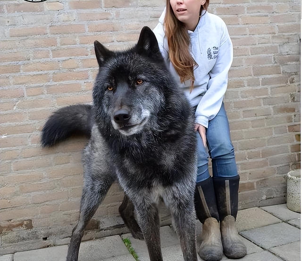 蓝湾牧羊犬的魅力