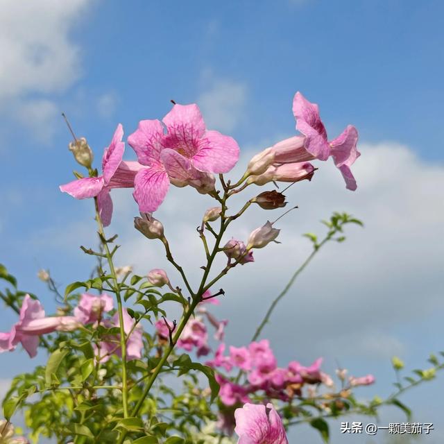 凌霄花花语，凌霄花花语偶然发现的一天（代表慈母之爱的非洲凌霄）