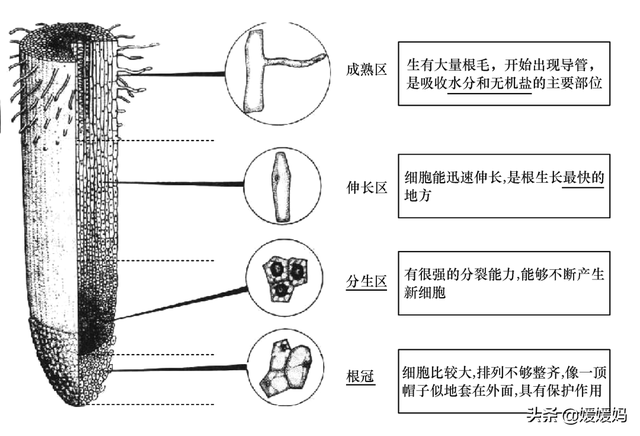 草履虫的结构，草履虫的结构层次模式图（应考技巧丨初中生物识图题常用结构示意图）