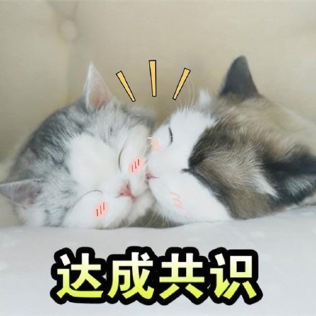 加菲猫价格多少钱一只，加菲猫多少钱一只（脾气“无敌棒”的4种猫）