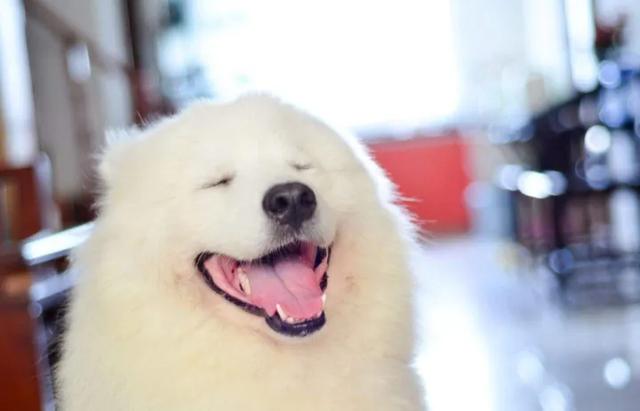 饲养萨摩耶的方法及注意事项，雪橇三傻之老三萨摩耶