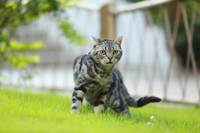 美短猫真的好养吗，养到的人都很幸运