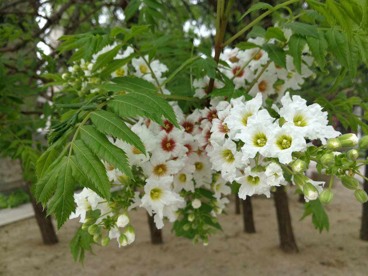 文冠果的植物学特点（文冠果分布和生长环境）