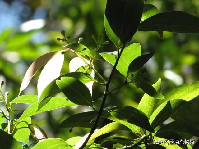 桂花怎么做香水，如何用桂花做香水（为什么做成桂花味的香水就不对劲了）