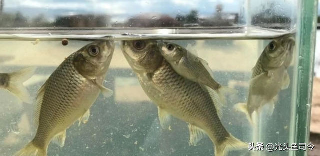 长江名贵鱼前十名，10大凶猛淡水鱼（我国保护的鱼类有87种）