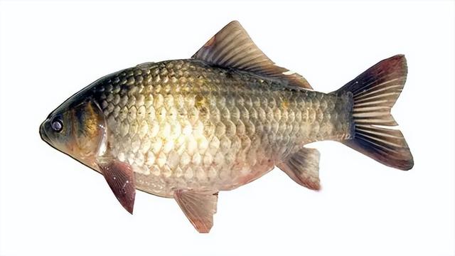 鱼的种类名称，海鱼的品种大全及名字（大厨：就吃这6样）