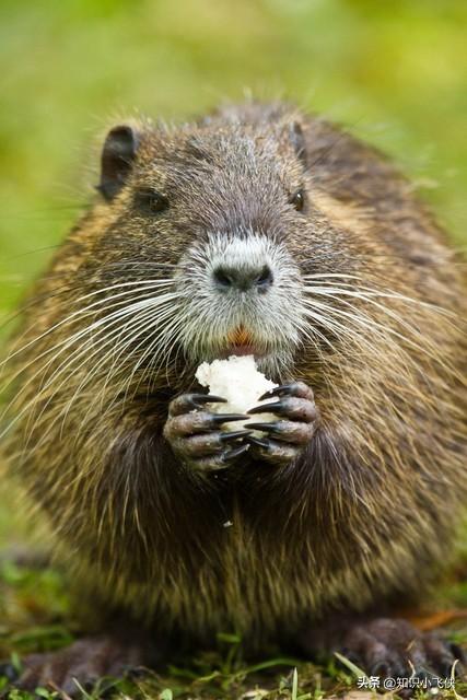 世界上最大的老鼠，世界上最大的老鼠是多少米（上海多地出现“巨型大老鼠”）