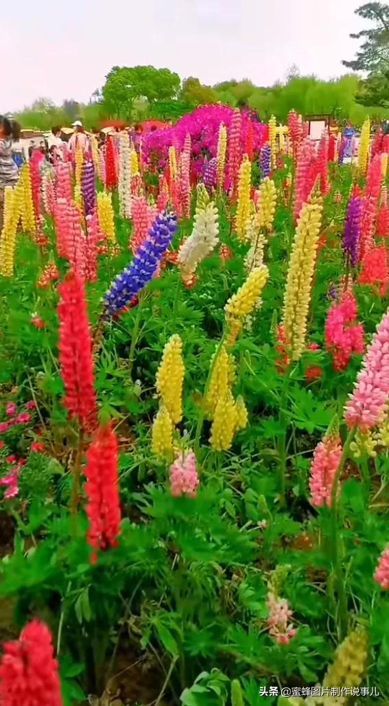 莺歌燕舞是什么季节，柳绿花红莺歌燕舞是什么季节（百花争艳的季节）