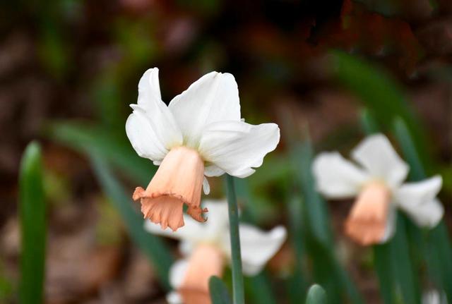 姬金鱼草，爱自己才能更好爱他人（姬金鱼草和金鱼草的区别）