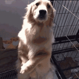 金毛好养吗金毛犬怎么养，金毛狗狗好养吗（原来这就是它“饲养率”飙升的原因）