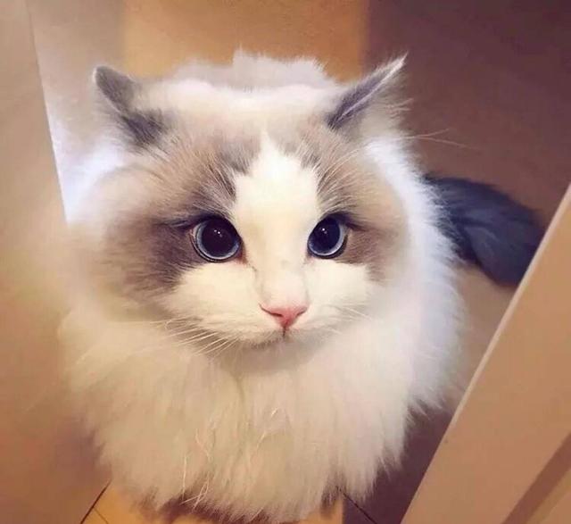 布偶猫为什么不能养，布偶猫为什么不能养呢（以后我不会再养“布偶猫”了）