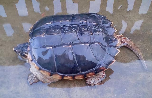 小鳄龟男子江边抓到一只鳄龟小鳄龟吃鱼吗