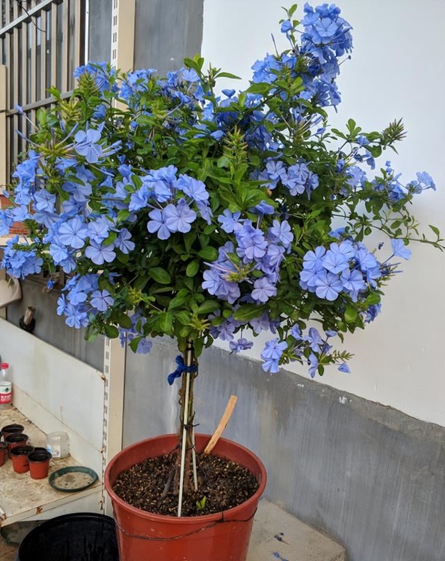 阳台种花注意什么，阳台应该种什么花（养花6个“求救信号”）