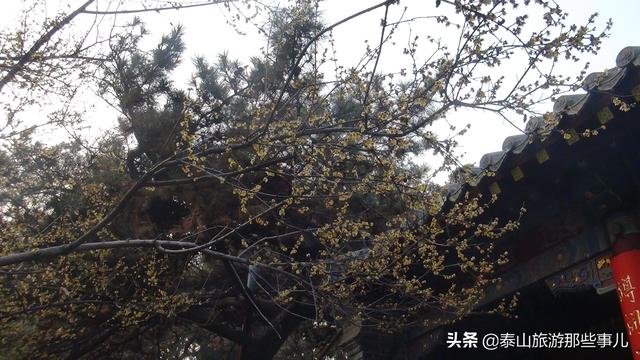 泰山周围有哪些景点，泰山附近有什么旅游景点（泰安：泰山下有一个免费景点）