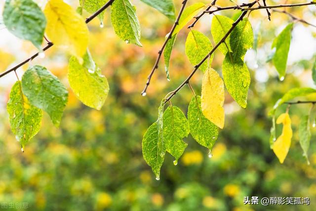 秋雨的特点，秋雨的特点要读出什么语气（三年级语文上册第6课《秋天的雨》课文讲解）