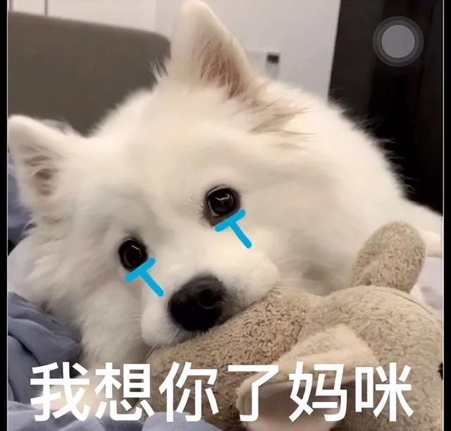 拉布拉多幼犬价格多少钱一只，纯种拉布拉多幼犬价格多少钱一只（盘点几种“妈宝狗”）