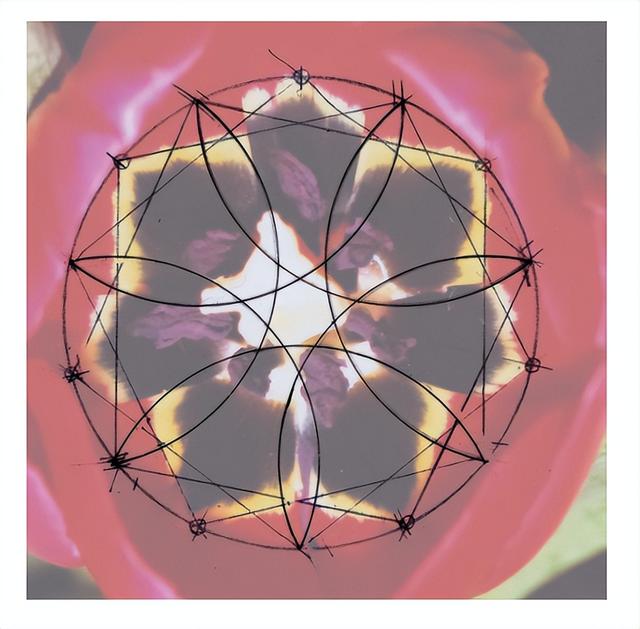 花朵的构造有哪些，花朵的组成结构（暴力拆解花朵的几何结构）