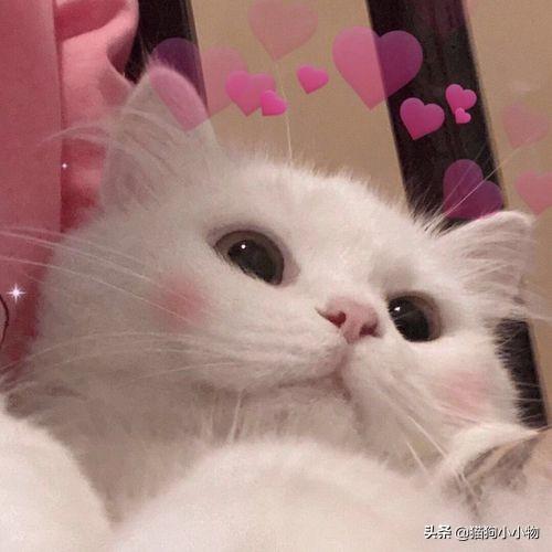 狗狗教什么意思，狗狗教是什么意思（圣火“喵喵教”PK光明“狗狗教”）