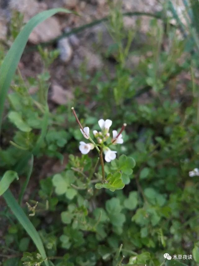 那些四月里开出绚烂花儿的野生植物们，四月有什么花开花