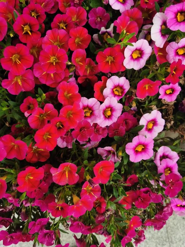 鲜花的花语和花的数目的寓意，鲜花数量的寓意（100种迷人的“数字花”）