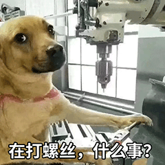 萌宠表情包，微信头像，萌宠表情包（萌宠表情包：我的爱是垃圾吗）
