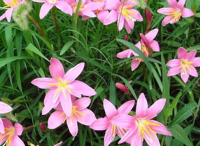 花的种类及花语，花的种类及各自花语（常见植物图鉴，出门识花不求人）