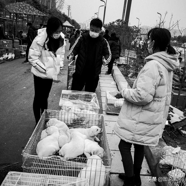 宠物市场在哪里，成都的宠物狗市场在那里呀（漯河宠物市场印象）