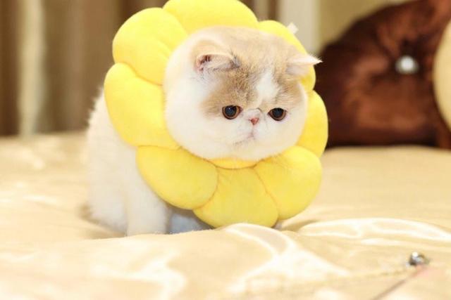 什么猫最温顺且掉毛不多，的4种猫，不易生气，也不记仇