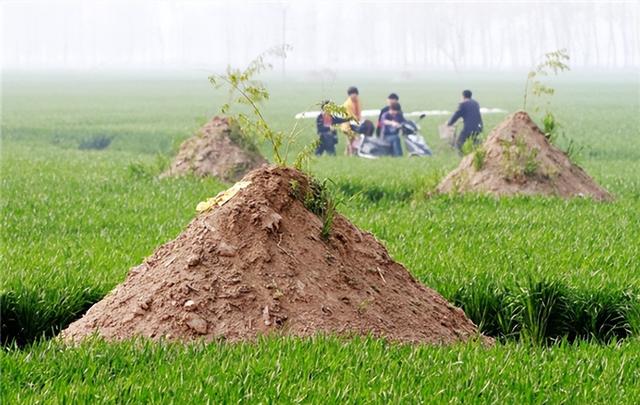 扫墓应该什么时间，扫墓什么时间能解封（上坟不过未时”啥意思）