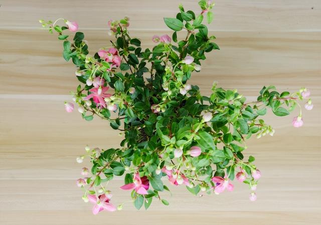 灯笼花的种殖方法，灯笼花怎么育苗（主要有这3种繁殖方法）