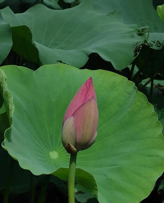 代表健康聪明的字，健康聪明漂亮要用什么字来形容呢（华山论道：寓意很好的八个汉字）