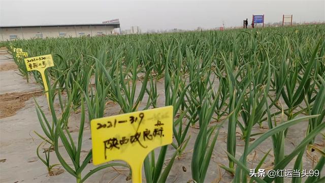 为什么不能随便带红绳，三种属相不能戴金（金乡大蒜扎上红绳为哪般）