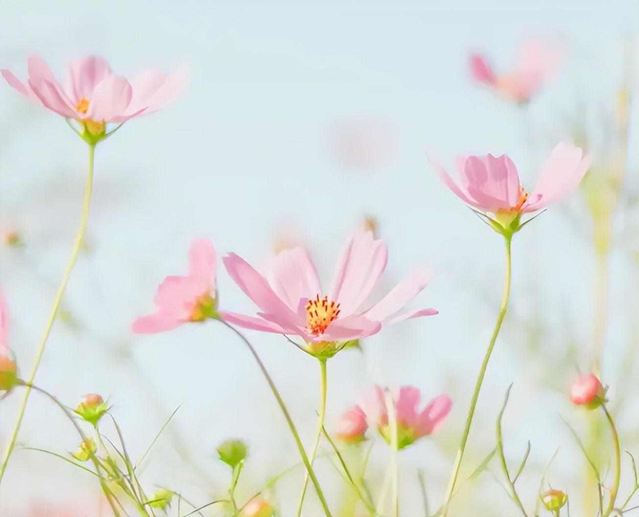 敢做大事业的星座女，白羊座死心了还能挽回吗（事业取得不错进展）