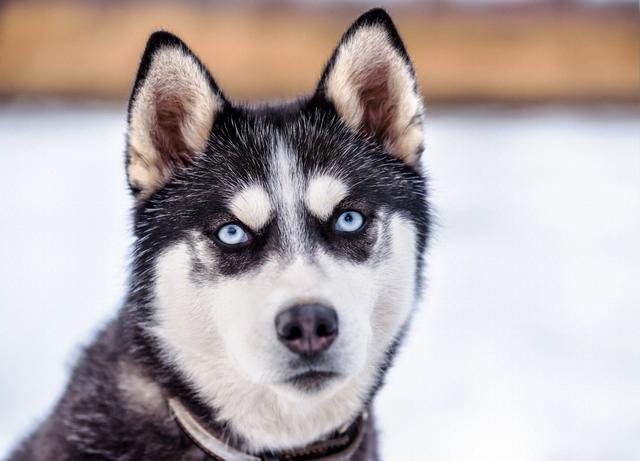 哈士奇犬个性特征，若“哈士奇”有这些特征