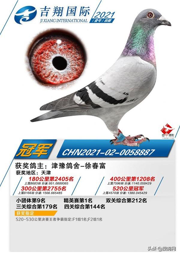 中国信鸽信息网全国各地赛鸽公棚，中华信鸽信息网各地公棚信鸽信息网（十大公棚冠军鸽有何共通之处）