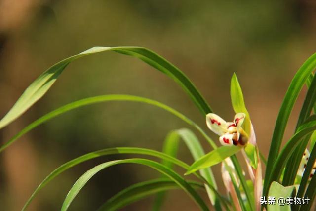 空谷幽兰的意思，空谷幽兰是什么意思（幽兰，清雅）